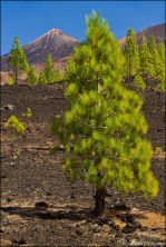 teneriffa 2011 - img_9024.jpg
